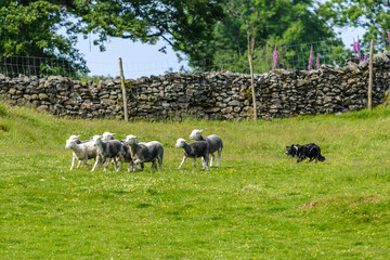 Border collie herding a flock of sheep