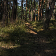 A narrow forest path surrounded by trees ideal for a walk in nature on a sunny summer day