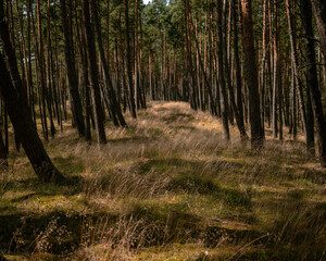An old trail in a pine coastal forest overgrown with grasses and forest vegetation
