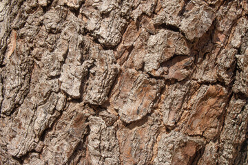 beautiful aged tree trunk texture