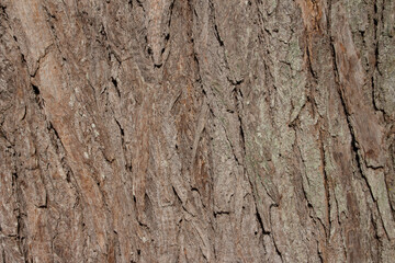 beautiful aged tree trunk texture