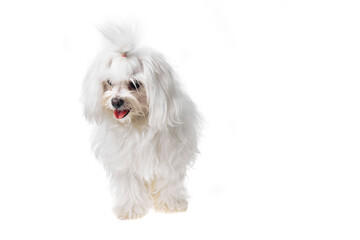 Beautiful and cute white bichon maltese dog over isolated background. Studio shoot of purebreed bichon puppy.