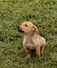 golden retriever puppy