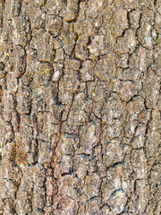 Abstract Texture Background 