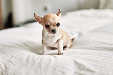 Beautiful small chihuahua puppy standing on the bed curious and happy, healthy cute babby dog at home
