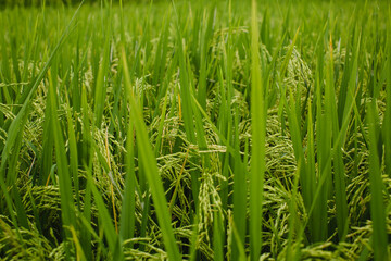 Fototapeta premium A green rice paddy field in close-up.
