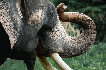 Close up of Asian elephants head and tusks live in the forests of northern, Thailand. Side view