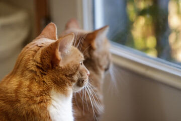 Red tabby cats intently staring out a window at birds. - obrazy, fototapety, plakaty