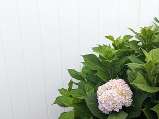 Hydrangea and white fence