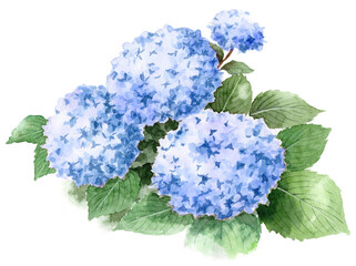 アナログ水彩ブルーの紫陽花