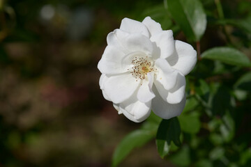 アイスバーグ　バラの花