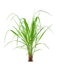 Green Grass Border isolated on white background. ( Paragrass, buffalograss, panicum grass)The grass is native to Thailand is very popular in the front yard.