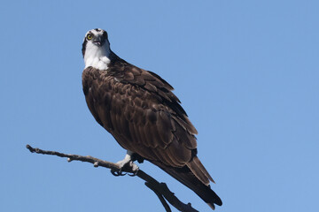 Osprey on branch on river bank overlooking water looking for fish