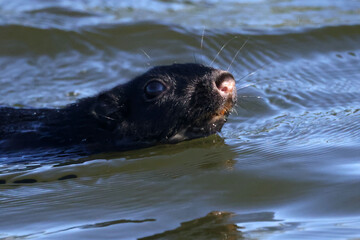 Obraz premium Swimming Black squirrel across channel in summer in the lake
