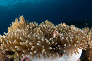 Fototapeta na wymiar Skunk fish nestled into its sea anemone