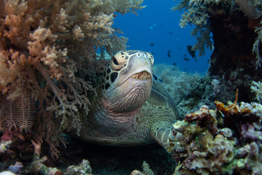 Hawksbill Turtle Catching Its Breath