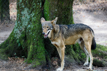 Beautiful animals and natural scenes of nature