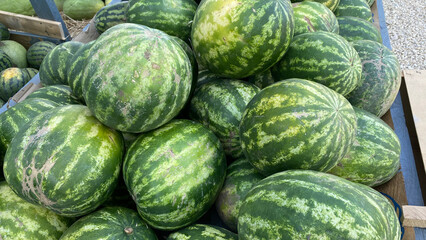 Fruit background. Lots Of Big Sweet Green Organic Ripe Watermelons