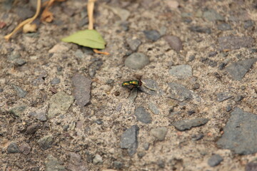 Metallic green fly resting on cement sidewalk with stones
