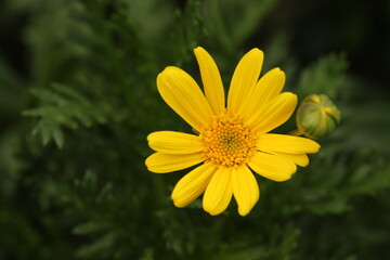Gray-leaved euryops flower next to a bulb