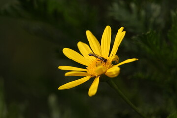 Hoverfly on gray-leaved euryops flower