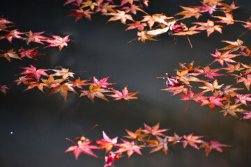 京都永観堂禅林寺の日本庭園の紅葉風景