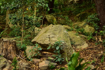 Fototapeta na wymiar Rocas en el bosque Senderismo