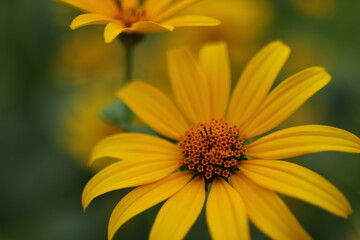 Close up of yellow flower in nature