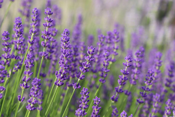Fototapeta premium Beautiful blooming lavender plants in field, closeup