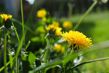 Beautiful bright yellow dandelions on sunny day, closeup