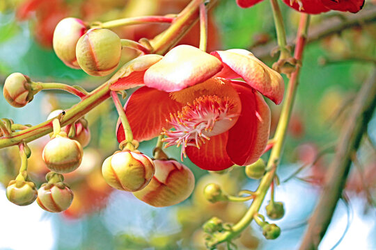 The red Sal flowers in Thai temple