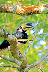 The Oriental Pied Hornbill on a branch