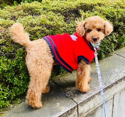 Dog Walking