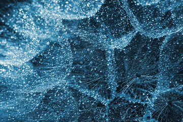 Beautiful fluffy dandelion flower with water drops as background, closeup. Blue tone