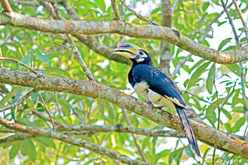 The Oriental Pied Hornbill on a branch