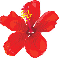 Botanical drawing with red hibiscus flower.