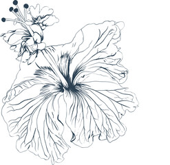 Botanical drawing line art with hibiscus flower.