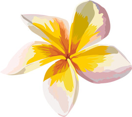 Botanical drawing with frangipani flower.