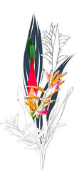 Botanical drawing with heliconia flower.