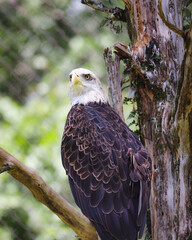 Beautiful hawks, eagles, great white herons and owls of the wild