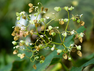 Small seeds in peel on dendritical branches