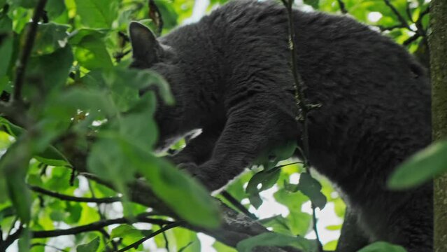 Curious domestic cat climbs a tree. Carthusian cat walking outside.