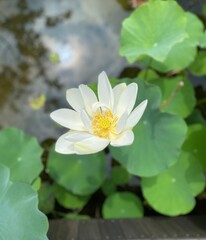 white lotus flower