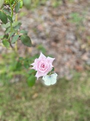 pink rose with butterfly