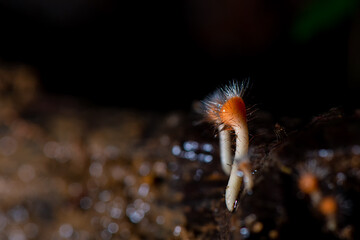 Beautiful short hair cup mushroom on a black background