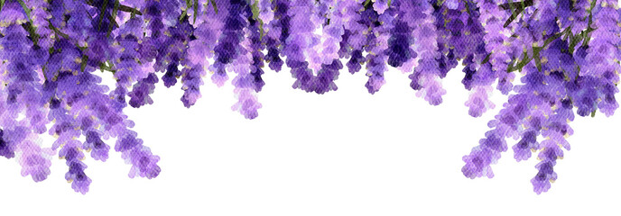 Lavender flowers watercolor with transparent background
