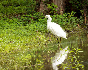 Beautiful hawks, eagles, great white herons and owls of the wild