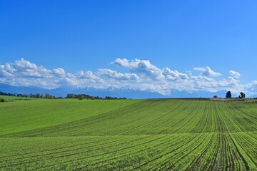美瑛の丘で見た青空バックの十勝連峰と広大な畑のコラボ情景＠北海道