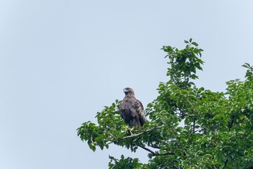 お気に入りの木で悠然とくつろぐイヌワシ成鳥