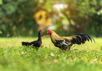 rooster cock in grass field
